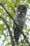 Great Grey Owl (Strix nebulosa)