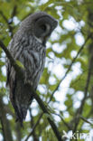 Great Grey Owl (Strix nebulosa)