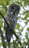 Great Grey Owl (Strix nebulosa)