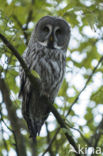 Great Grey Owl (Strix nebulosa)