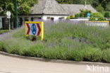 lavender (Lavandula spec.)