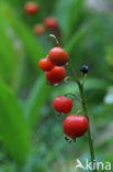 Lelietje-van-dalen (Convallaria majalis)