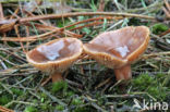 Liver Milkcap (Lactarius hepaticus)