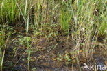Loos blaasjeskruid (Utricularia australis)