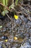 Yellow Bladderwort (Utricularia australis)