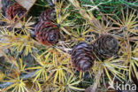 Larch (Larix)