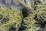 Larch (Larix)