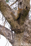 Leopard (Panthera pardus)