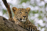 Leopard (Panthera pardus)
