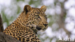 Leopard (Panthera pardus)