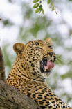 Leopard (Panthera pardus)