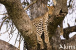 Leopard (Panthera pardus)