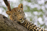 Leopard (Panthera pardus)