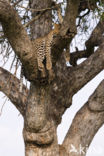 Leopard (Panthera pardus)