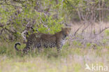 Leopard (Panthera pardus)
