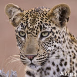 Leopard (Panthera pardus)