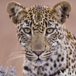 Leopard (Panthera pardus)