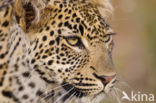 Leopard (Panthera pardus)