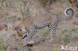 Leopard (Panthera pardus)