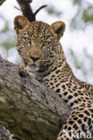 Leopard (Panthera pardus)