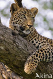 Leopard (Panthera pardus)