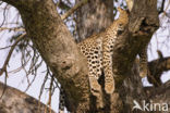 Leopard (Panthera pardus)