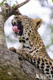 Leopard (Panthera pardus)