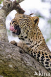 Leopard (Panthera pardus)