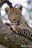 Leopard (Panthera pardus)
