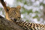 Leopard (Panthera pardus)