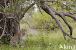Leopard (Panthera pardus)