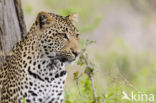 Leopard (Panthera pardus)