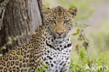 Leopard (Panthera pardus)