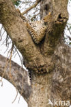 Leopard (Panthera pardus)