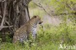 Luipaard (Panthera pardus)