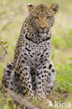 Leopard (Panthera pardus)