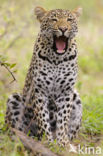 Leopard (Panthera pardus)