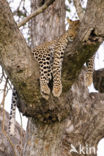 Leopard (Panthera pardus)