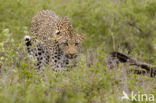 Leopard (Panthera pardus)