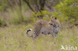 Leopard (Panthera pardus)