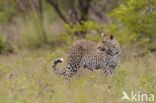 Luipaard (Panthera pardus)