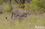 Leopard (Panthera pardus)