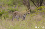 Leopard (Panthera pardus)