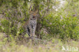 Leopard (Panthera pardus)