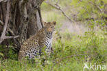 Leopard (Panthera pardus)