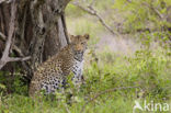 Luipaard (Panthera pardus)