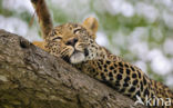 Leopard (Panthera pardus)