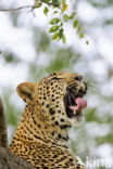 Leopard (Panthera pardus)