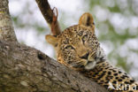 Leopard (Panthera pardus)