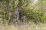 Leopard (Panthera pardus)